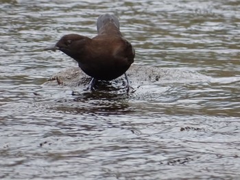 Brown Dipper 十曽池 Sun, 10/11/2020