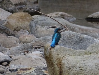 Common Kingfisher 十曽池 Sun, 10/11/2020