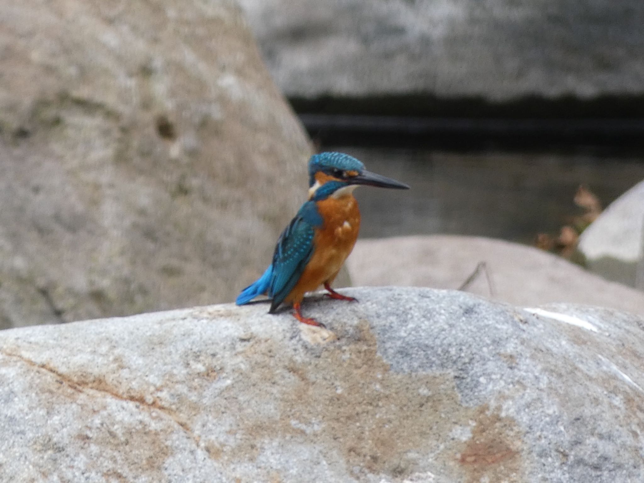 Photo of Common Kingfisher at 十曽池 by  nyaonyao