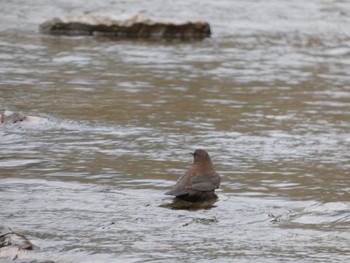 Brown Dipper 十曽池 Sun, 10/11/2020