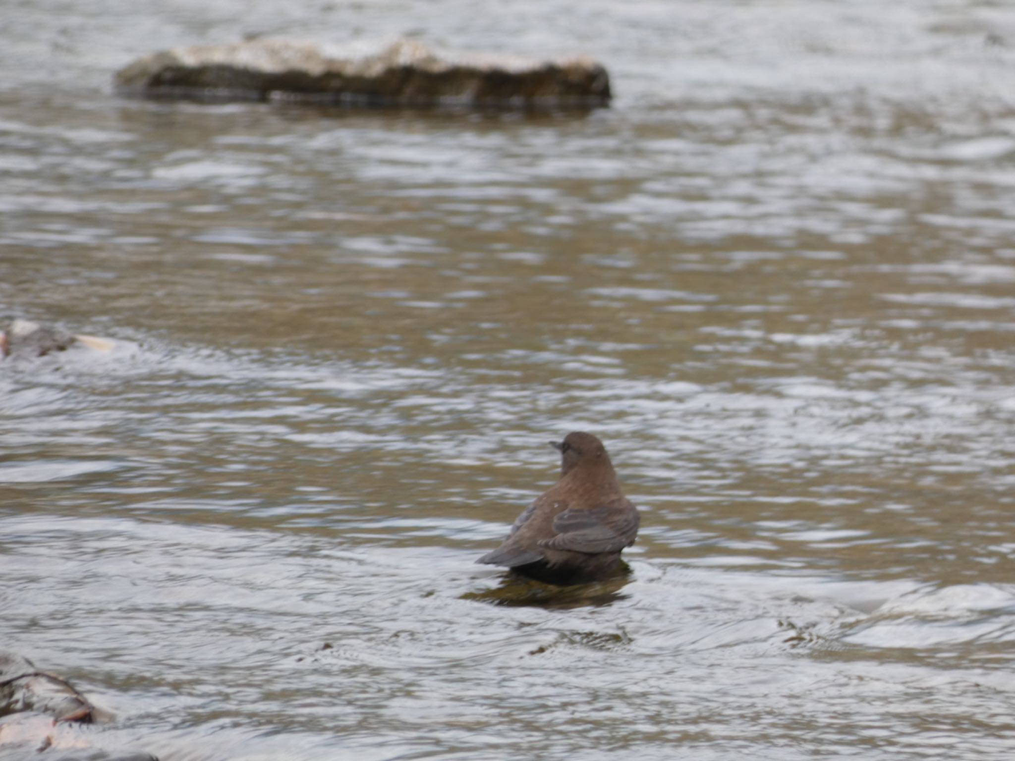 Photo of Brown Dipper at 十曽池 by  nyaonyao