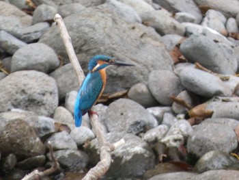 Common Kingfisher 十曽池 Sun, 10/11/2020