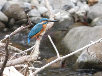 Common Kingfisher 十曽池 Sun, 10/11/2020