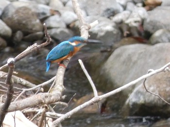 Common Kingfisher 十曽池 Sun, 10/11/2020