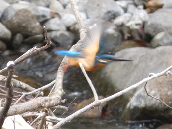 Common Kingfisher 十曽池 Sun, 10/11/2020