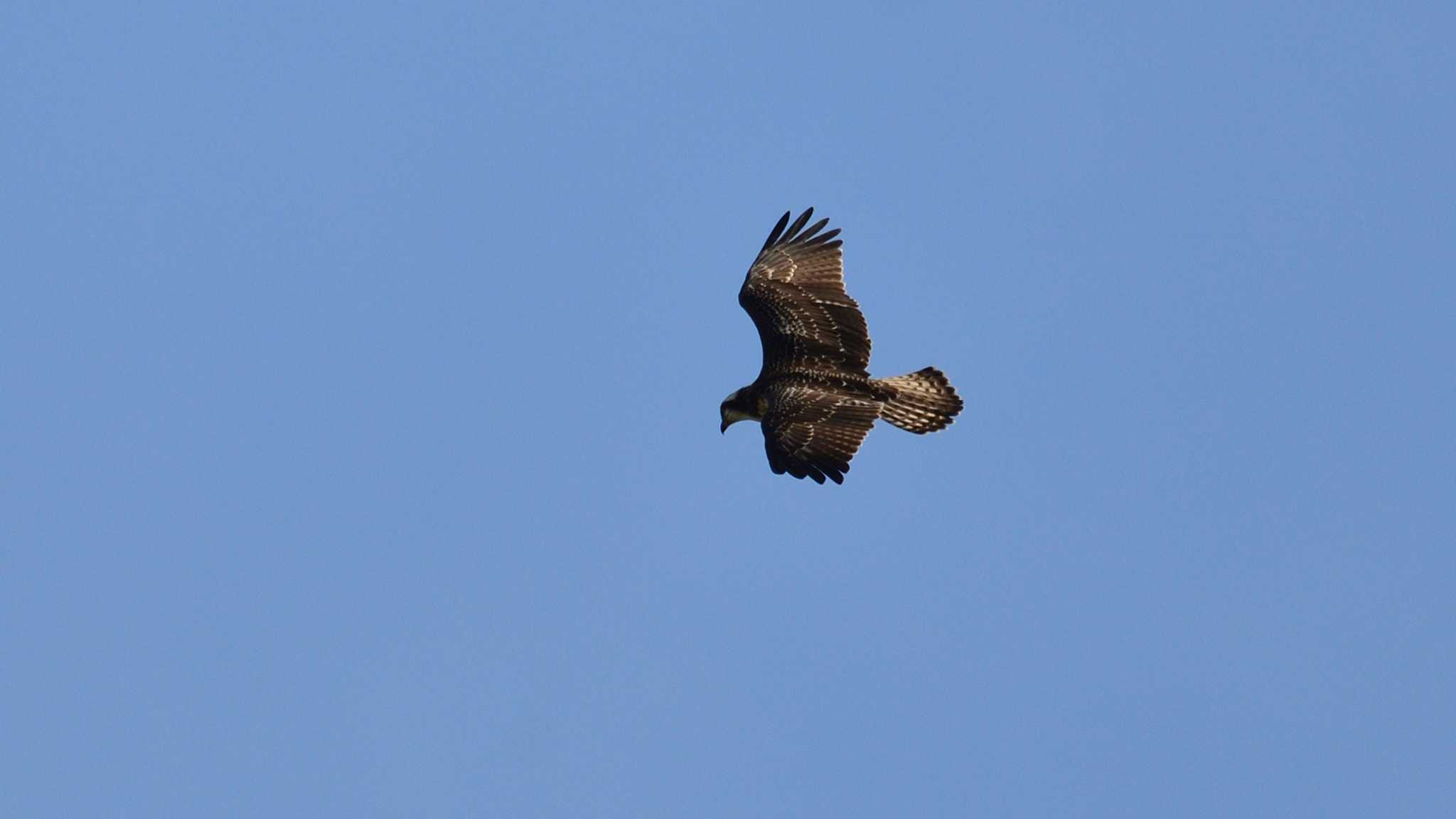 Osprey