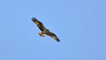 ミサゴ 東京港野鳥公園 2020年10月11日(日)