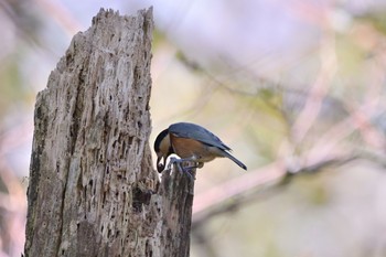 Varied Tit 須山口登山道 Mon, 10/12/2020