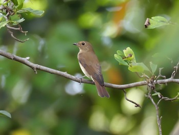 2020年10月11日(日) 金ヶ崎公園(明石市)の野鳥観察記録