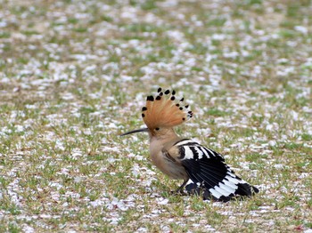 Eurasian Hoopoe Mishima Island Thu, 4/11/2019