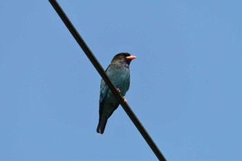 Oriental Dollarbird Mishima Island Sat, 5/11/2019