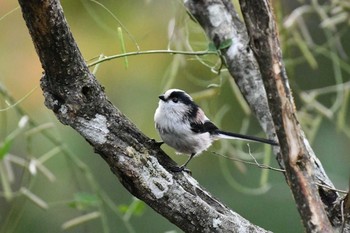 Long-tailed Tit 能勢町 Sun, 10/11/2020