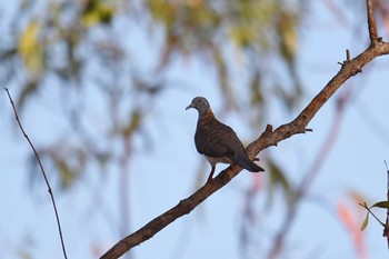 Bar-shouldered Dove オーストラリア Fri, 10/18/2019