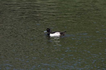 スズガモ 東京港野鳥公園 16年7月8日(金)