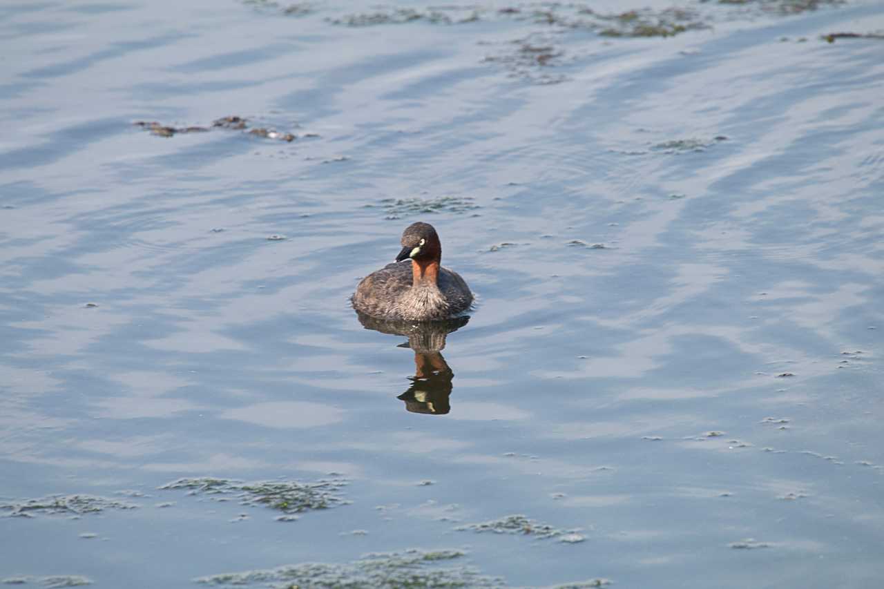 東京港野鳥公園 カイツブリの写真 by natoto