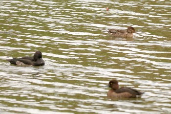 2020年10月6日(火) 三ツ池公園(横浜市鶴見区)の野鳥観察記録