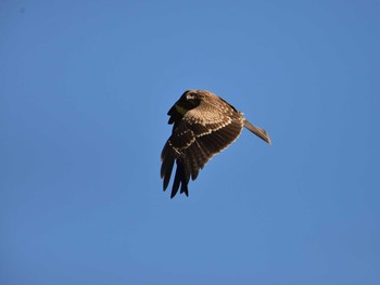 トビ 東京港野鳥公園 2020年10月11日(日)