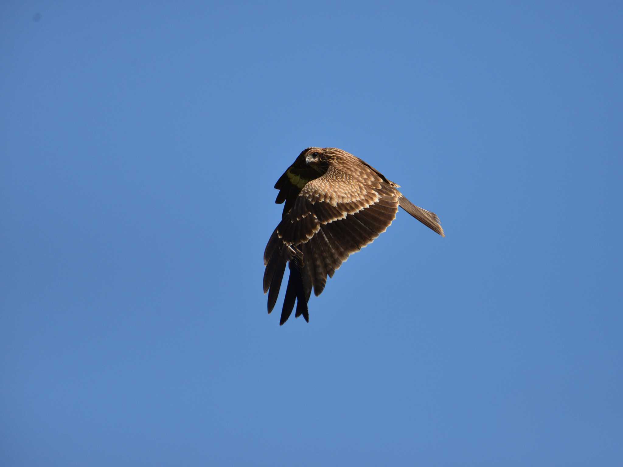 東京港野鳥公園 トビの写真 by 80%以上は覚えてないかも