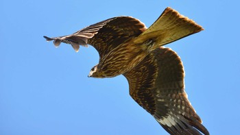 トビ 東京港野鳥公園 2020年10月11日(日)