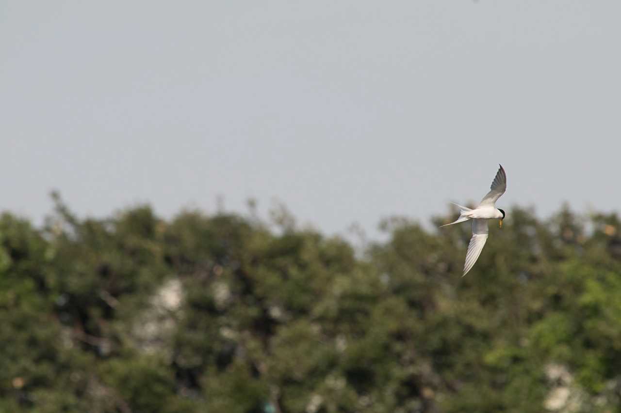 東京港野鳥公園 コアジサシの写真 by natoto