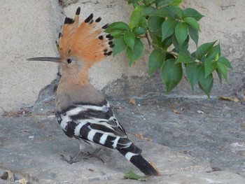 2020年10月12日(月) Tel Aviv, Israel の野鳥観察記録