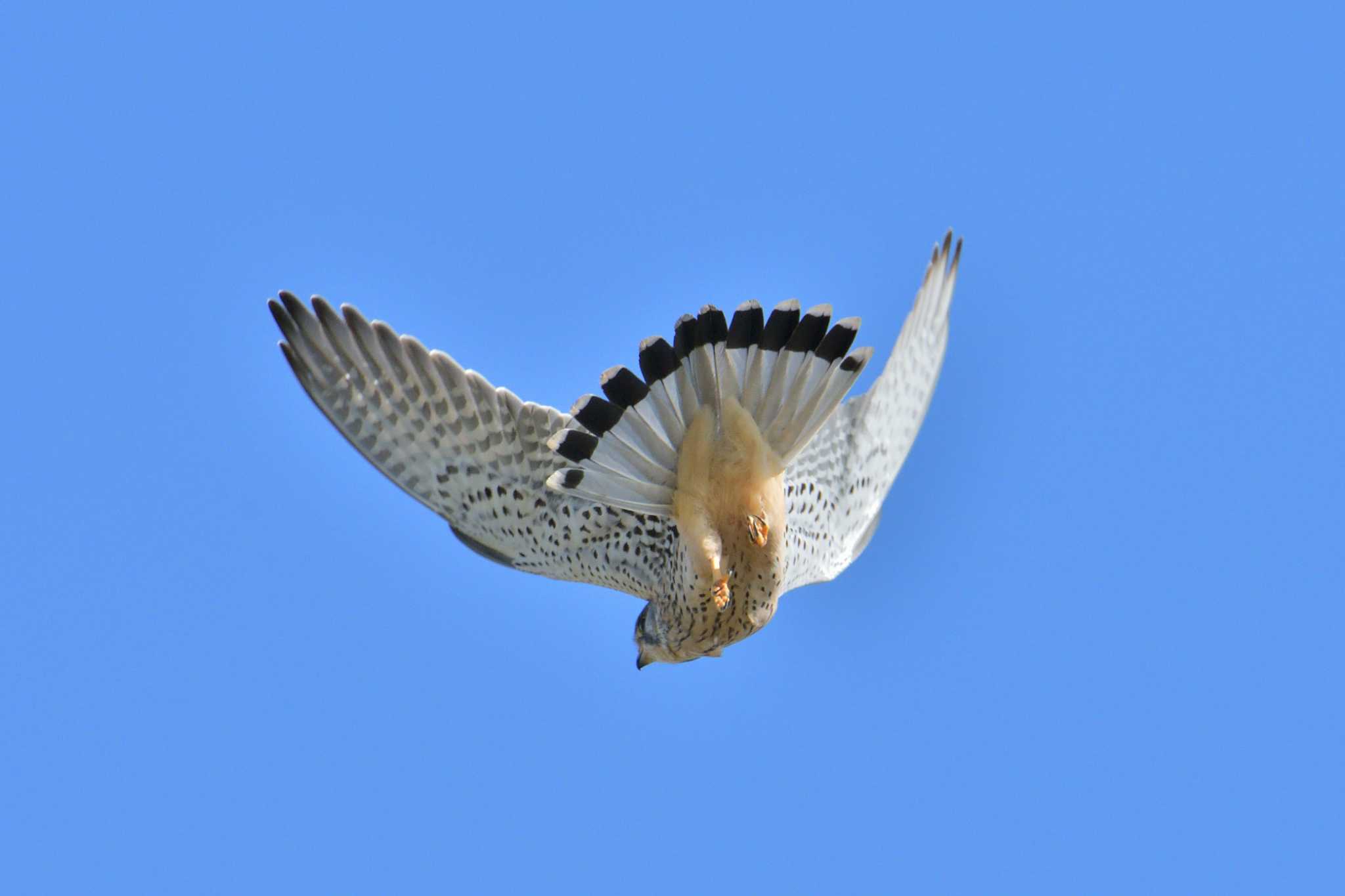 Photo of Common Kestrel at 馬入ふれあい公園 by Tosh@Bird