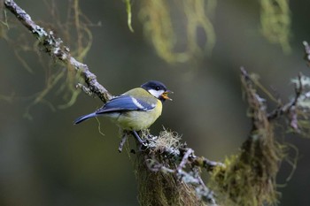 Green-backed Tit