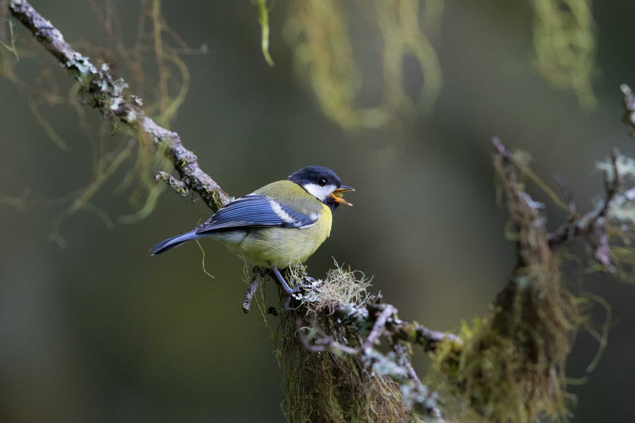 Photo of Green-backed Tit at 阿里山国家森林遊楽区 by Trio