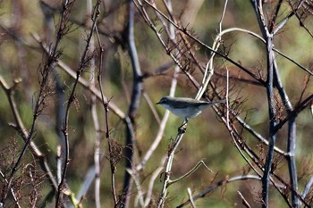 2020年10月11日(日) 舳倉島の野鳥観察記録