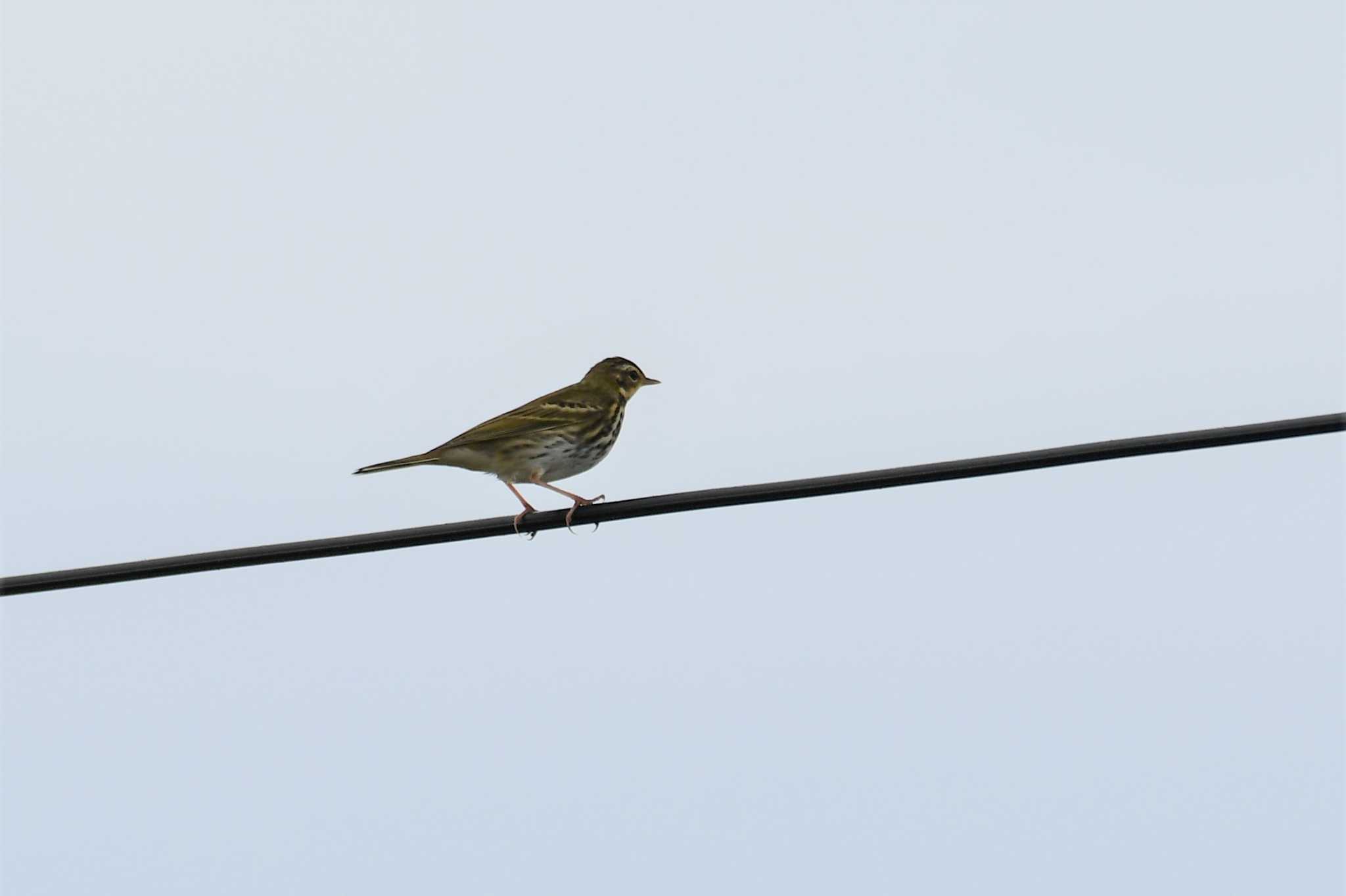 Photo of Olive-backed Pipit at Hegura Island by Semal