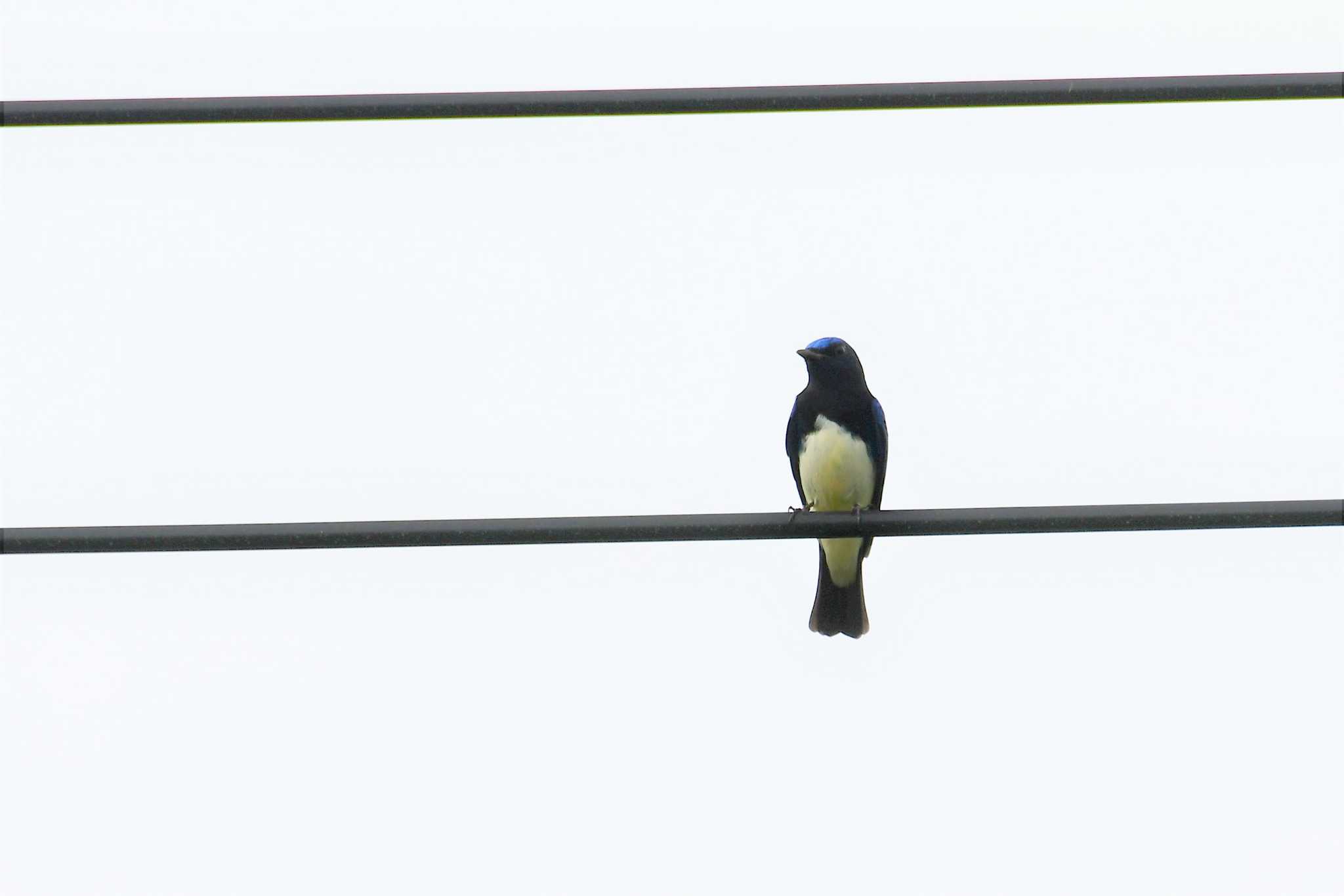 Blue-and-white Flycatcher