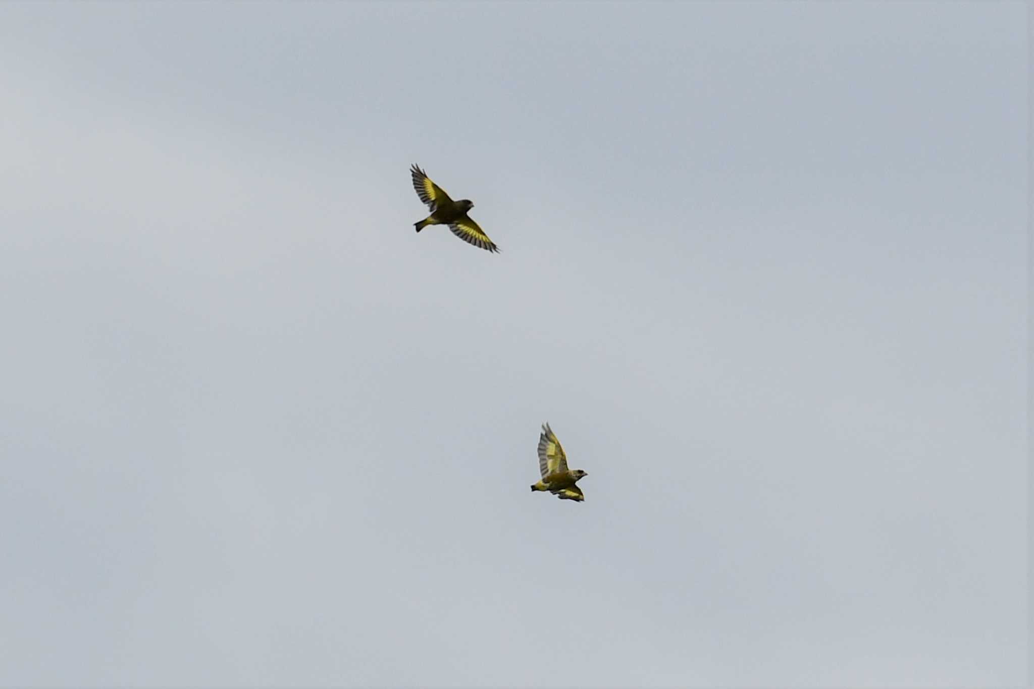 Grey-capped Greenfinch