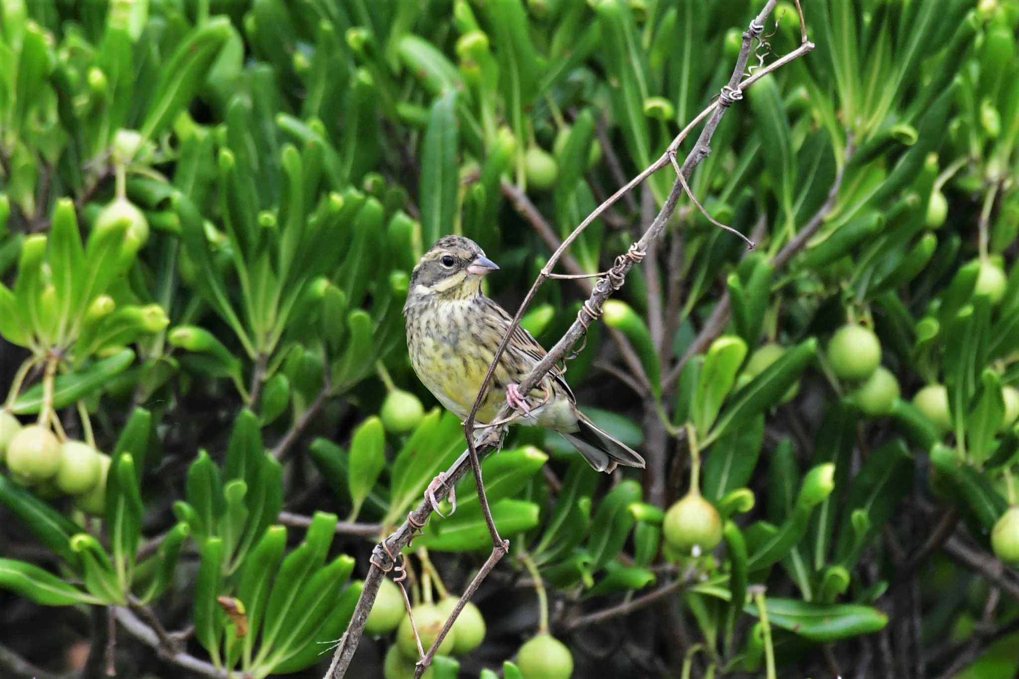 Masked Bunting