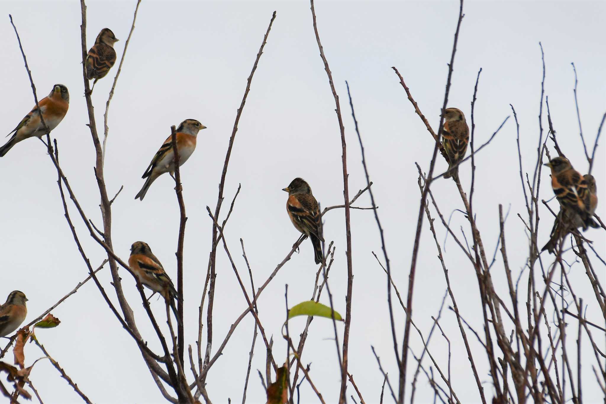 Brambling