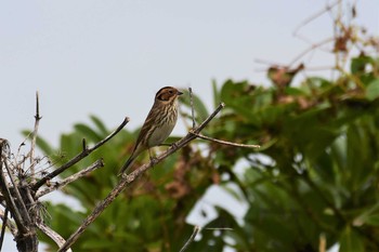 Little Bunting Hegura Island Mon, 10/12/2020