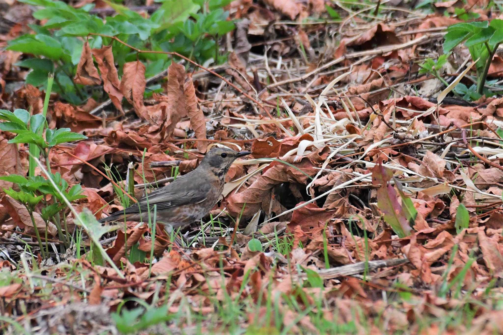 Naumann's Thrush