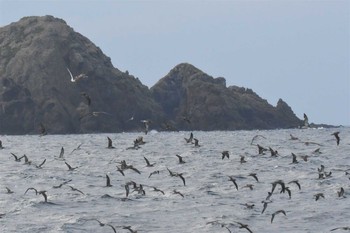 オオミズナギドリ 舳倉島航路 2020年10月12日(月)