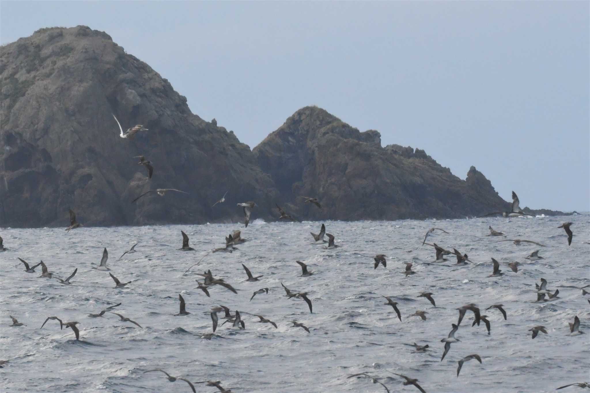 Photo of Streaked Shearwater at 舳倉島航路 by Semal