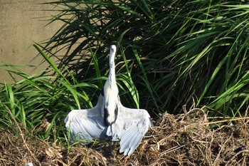 Grey Heron 柏尾川 Sun, 7/24/2016