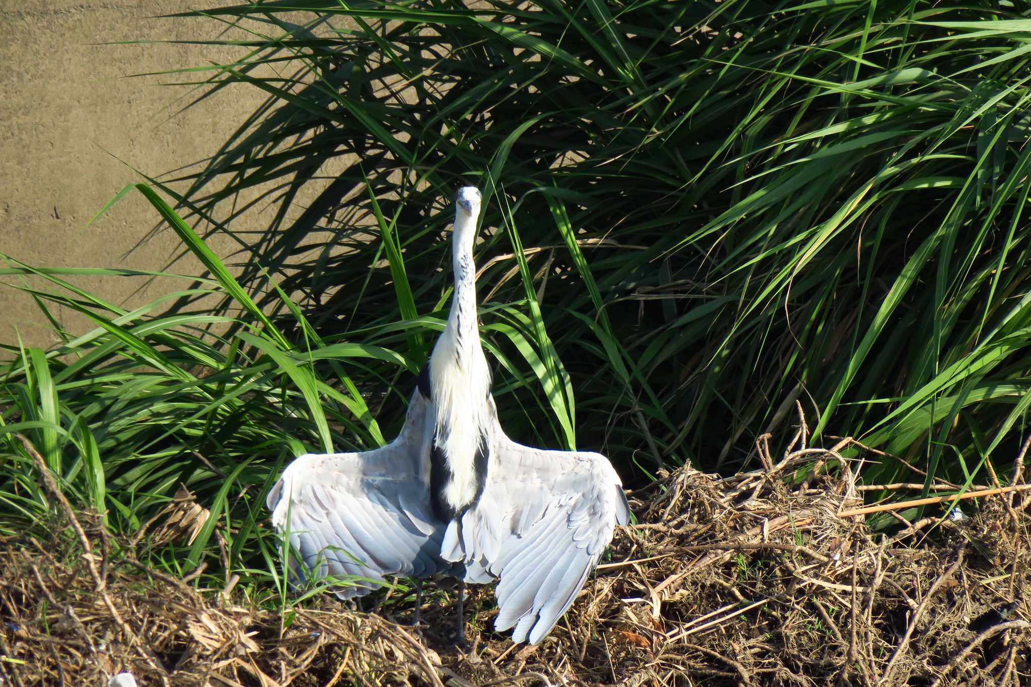 Photo of Grey Heron at 柏尾川 by shin