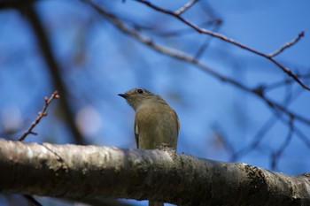 Daurian Redstart 長野県（中南信） Mon, 10/12/2020