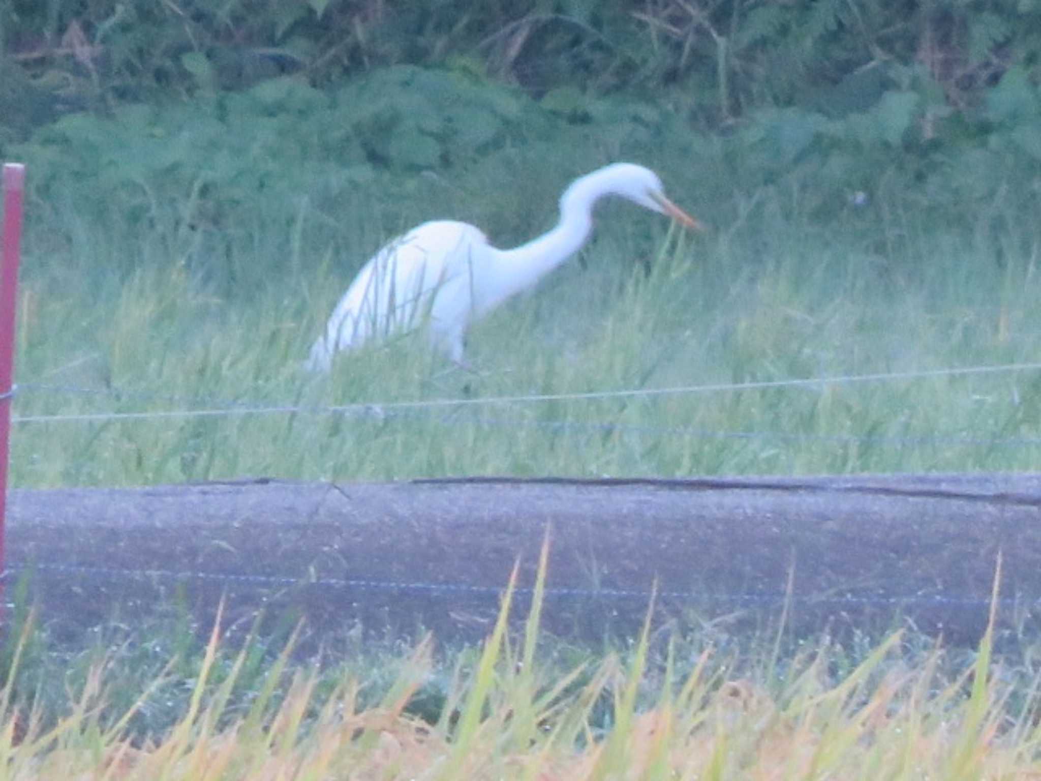 静岡県下田市 チュウサギの写真 by まるちゃん