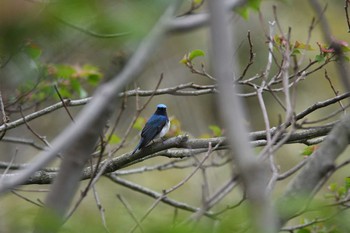 Blue-and-white Flycatcher Mishima Island Wed, 5/1/2019