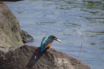 Common Kingfisher Nagahama Park Sun, 7/24/2016