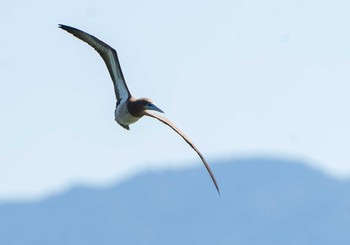 Brown Booby Unknown Spots Sun, 10/11/2020