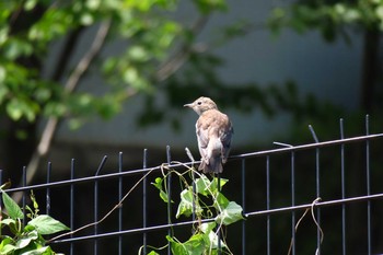 Chestnut-cheeked Starling Nagahama Park Sun, 7/24/2016