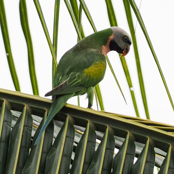 Red-breasted Parakeet Pasir Ris Park (Singapore) Sun, 10/11/2020