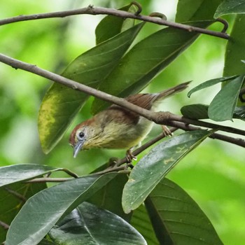 Pin-striped Tit-Babbler Singapore Botanic Gardens Sat, 10/10/2020