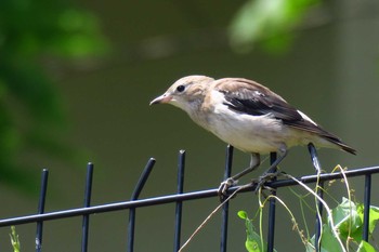 Chestnut-cheeked Starling Nagahama Park Sun, 7/24/2016