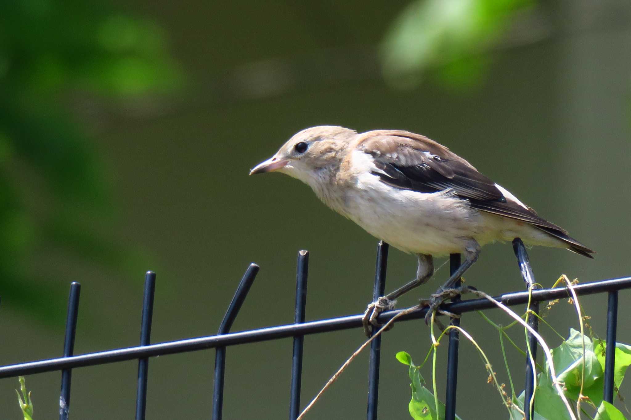 Photo of Chestnut-cheeked Starling at Nagahama Park by shin